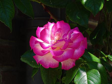 Free Stock Photo of Pink and White Rose