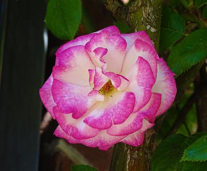 White and Pink Rose - Free Stock Photo