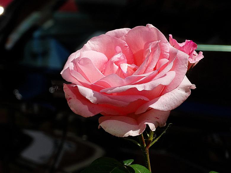 Free stock image of Pink Rose - Blossom created by Hans Zeilstra