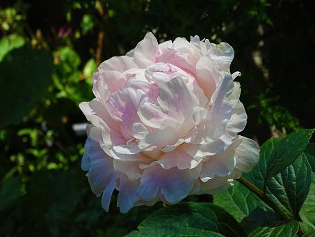 Free Stock Photo of White Flower in Bloom