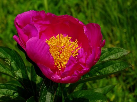 Free Stock Photo of Purple Flower in Summer