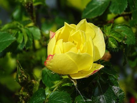 Free Stock Photo of Yellow Rose in Summer
