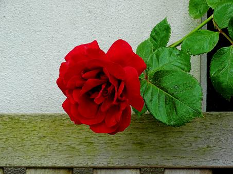 Free Stock Photo of Red Rose - Amsterdam