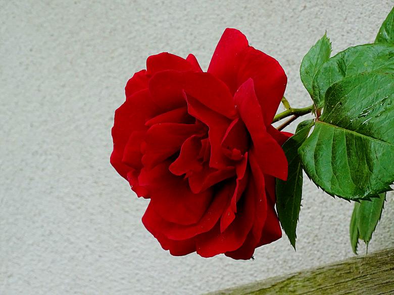 Free stock image of Red Rose Up Close created by Hans Zeilstra