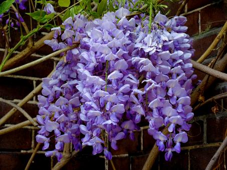 Free Stock Photo of Purple Rain