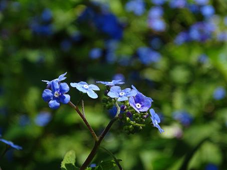 Free Stock Photo of Blue Tiny Flowers