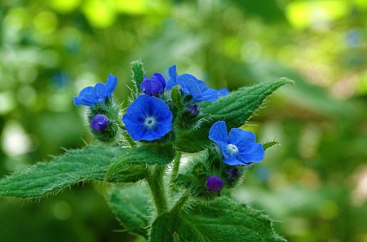 Free Stock Photo of Small Blue Flowers