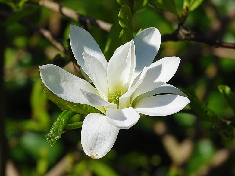 Free stock image of White Flower in Summer created by Hans Zeilstra