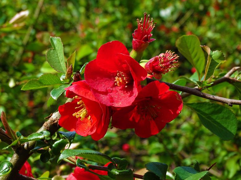Free stock image of Red Flowers on Tree created by Hans Zeilstra