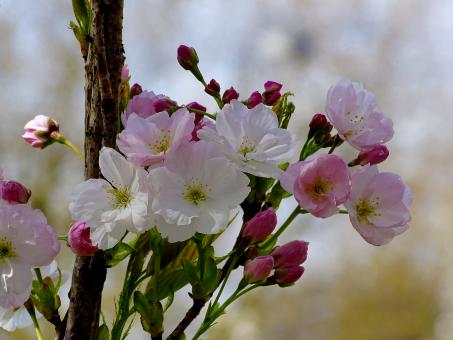Free Stock Photo of Pink and White Blossoms