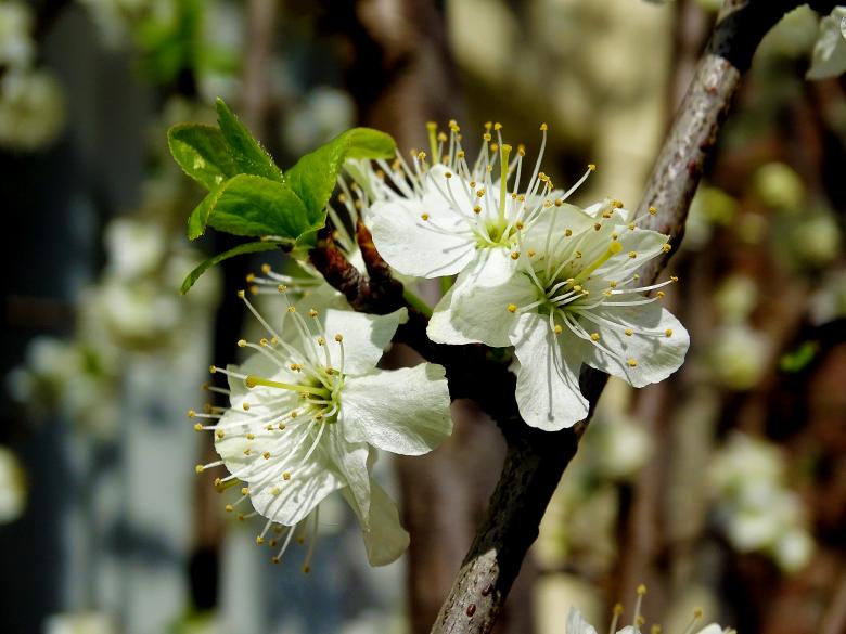 Free stock image of White Blossoms Closeup created by Hans Zeilstra