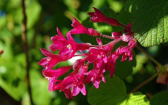 Free Stock Photo of Pink Blossoms