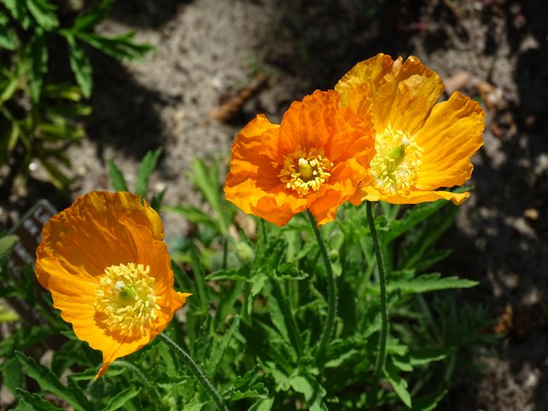 Free stock image of Orange Summer Blooms created by Hans Zeilstra