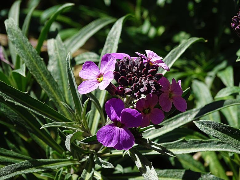 Free stock image of Small Purple Flowers created by Hans Zeilstra