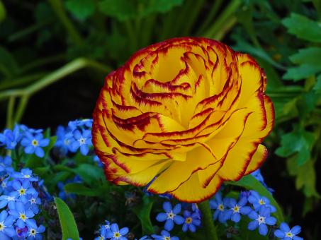 Free Stock Photo of Yellow Rose with Blue Flowers in Background