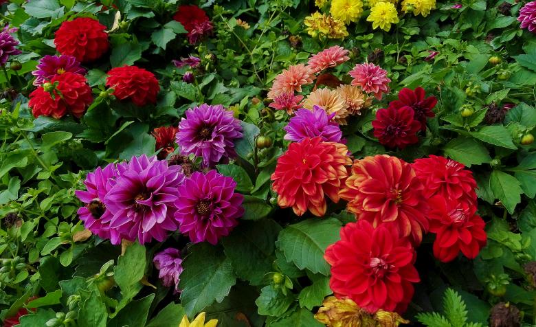 Free stock image of Flower Carpet created by Hans Zeilstra