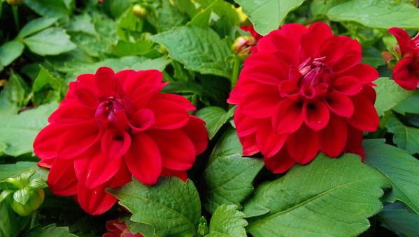 Free Stock Photo of Red Flowers in Summer