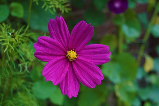 Free Stock Photo of Purple Delicate Flower