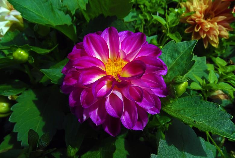 Free stock image of Deep Purple Flower created by Hans Zeilstra