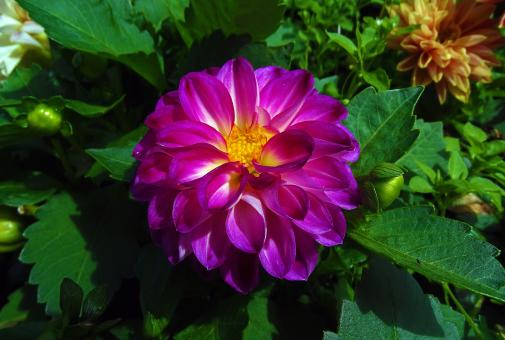 Free Stock Photo of Deep Purple Flower