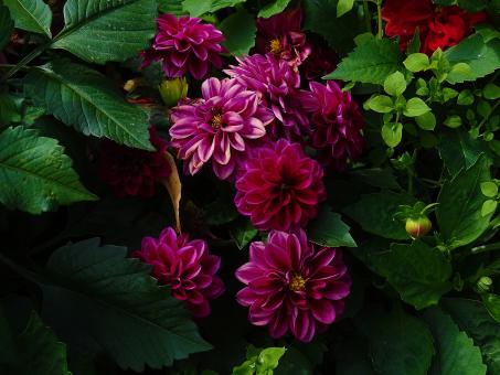 Free Stock Photo of Dark Pink Flower Bouquet