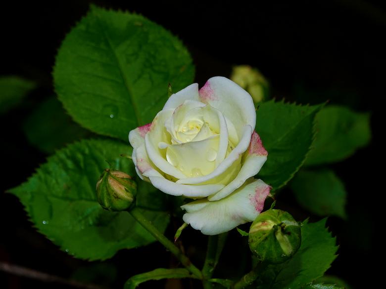 Free stock image of White Rose and Green Leaves created by Hans Zeilstra
