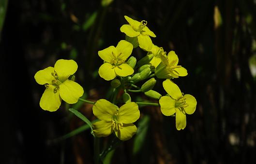 Free Stock Photo of Yellow Tiny Flowers