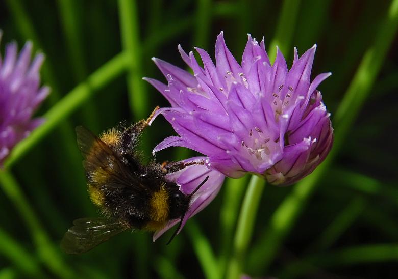 Free stock image of Purple Flower and Honey Bee created by Hans Zeilstra