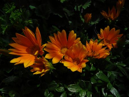 Free Stock Photo of Dark Orange Flowers