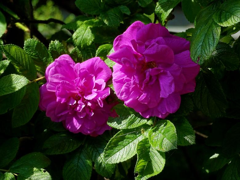 Free stock image of Vivid Pink Flowers created by Hans Zeilstra