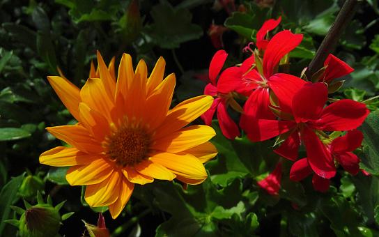 Free Stock Photo of Orange and Red Flowers in Bloom