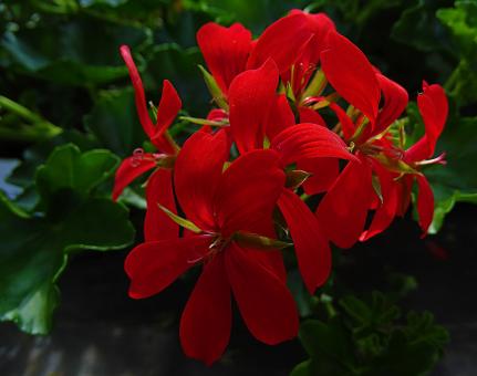 Free Stock Photo of Red Flowers - Dark
