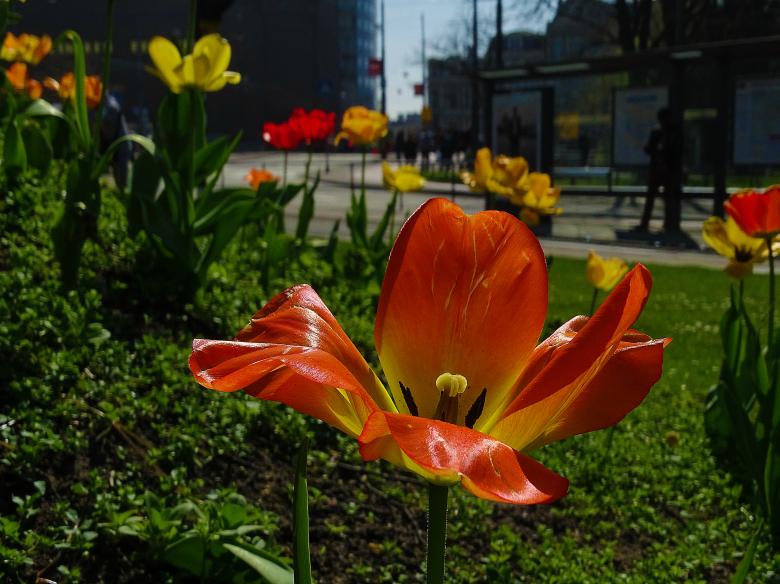 Free stock image of Orange Tulip in Garden created by Hans Zeilstra