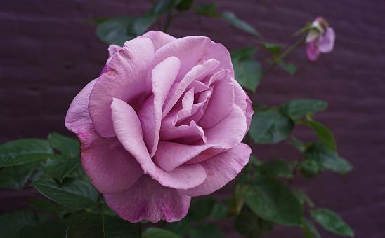 Pink Beautiful Rose - Free Stock Photo