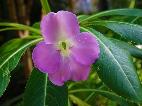 Free Stock Photo of Pink Flower with Green Leaves