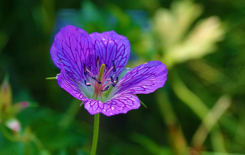 Free stock image of Purple Single Flower Macro created by Hans Zeilstra