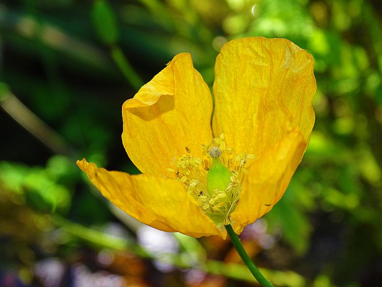 Free stock image of Yellow Flower Closeup created by Hans Zeilstra