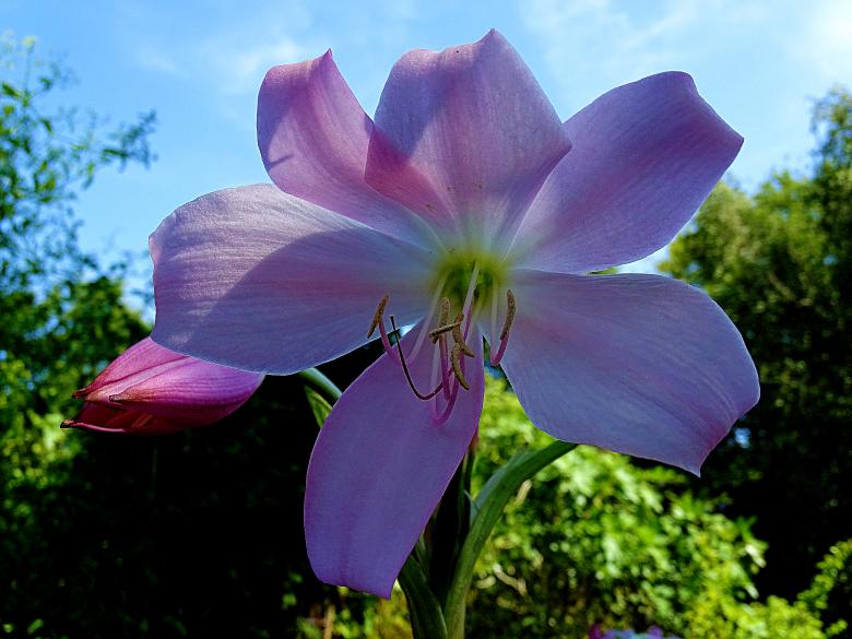 Free stock image of Pink Flower in Park created by Hans Zeilstra