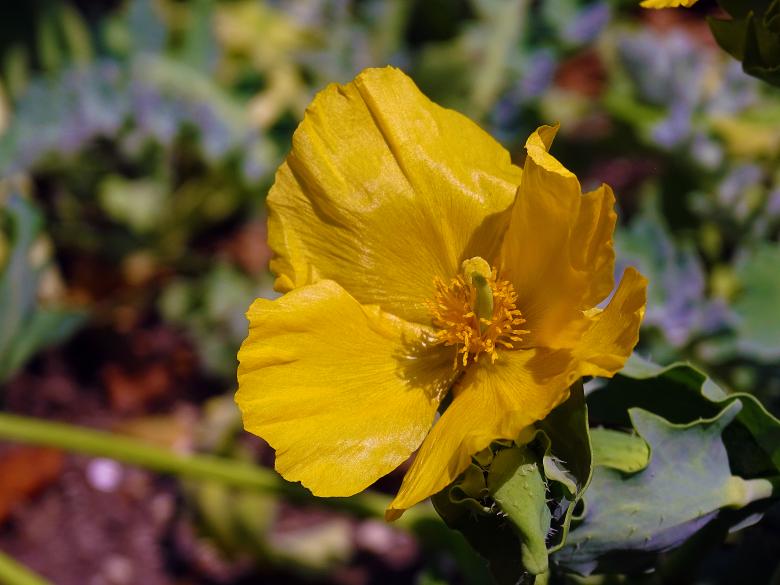 Free stock image of Yellow Flower in Park created by Hans Zeilstra