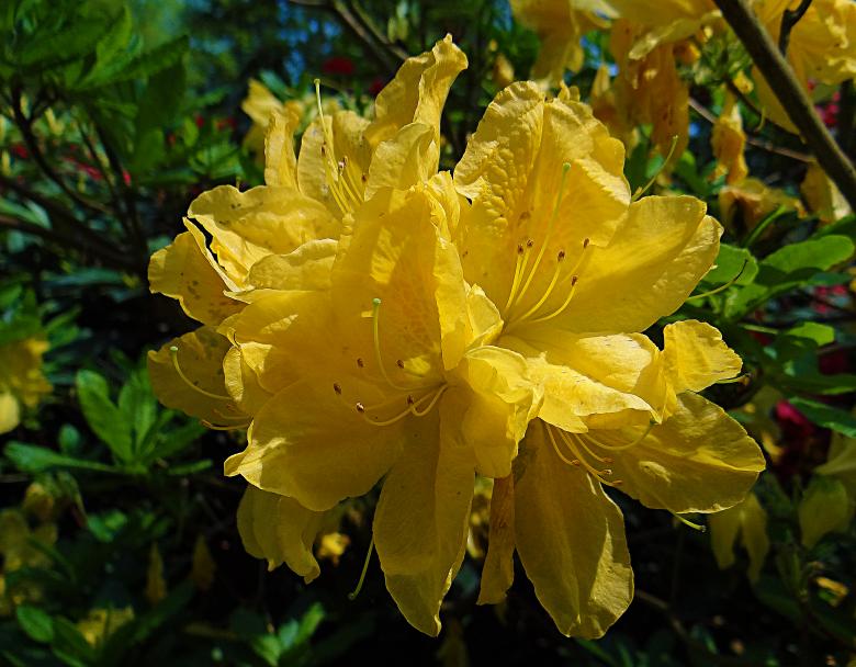 Free stock image of Yellow Flower in Bloom created by Hans Zeilstra