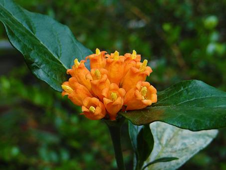 Free Stock Photo of Small Orange Flower