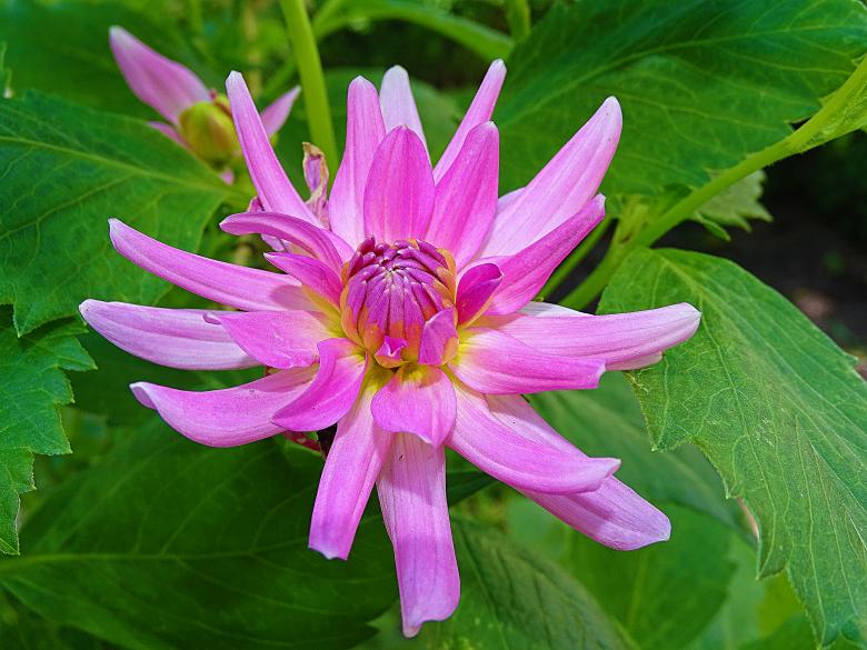 Free stock image of Vivid Pink Flower created by Hans Zeilstra