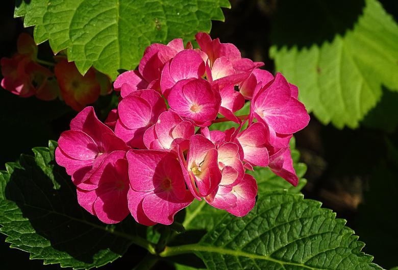 Free stock image of Pink Flowers in Summer created by Hans Zeilstra