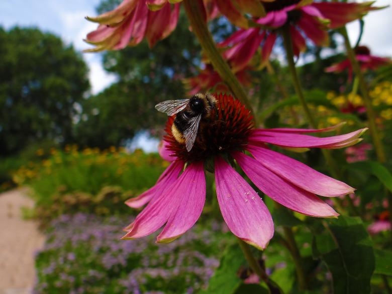 Free stock image of Pink Flower and Honey Bee created by Hans Zeilstra