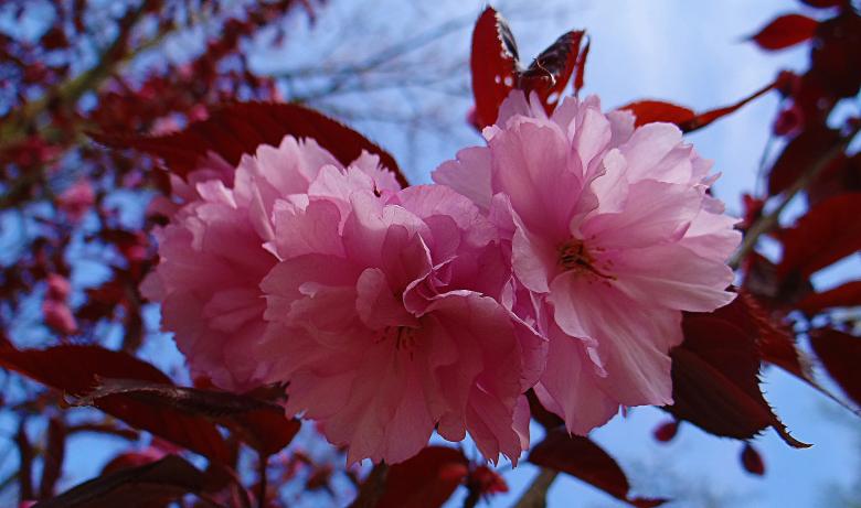 Free stock image of Pink Blossoms in Summer created by Hans Zeilstra