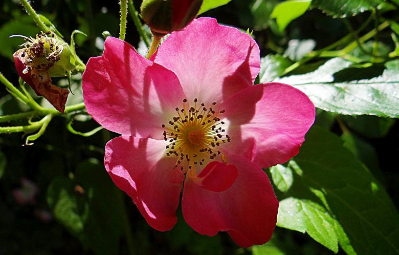 Free stock image of Pink Flower - Closeup created by Hans Zeilstra