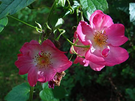 Free Stock Photo of Pair of Pink Flowers