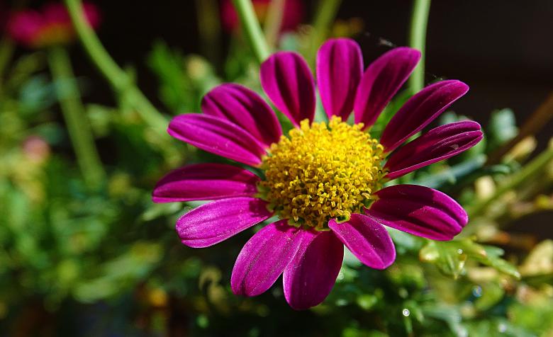 Free stock image of Violet Flower in Summer created by Hans Zeilstra