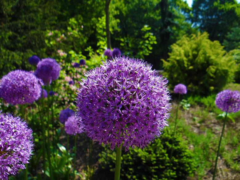 Free stock image of Purple Flowers in Garden created by Hans Zeilstra
