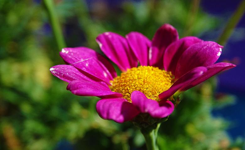 Free stock image of Purple Flower Closeup created by Hans Zeilstra